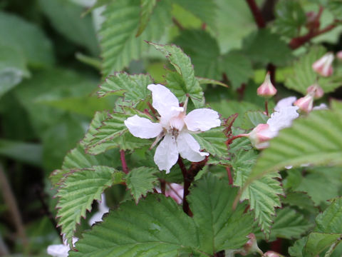 Rubus koehneanus