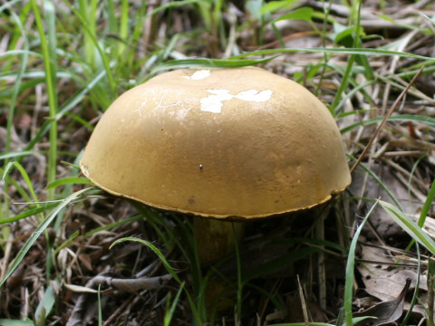 Tylopilus virens