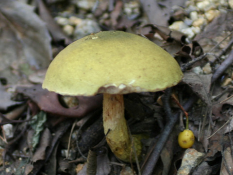 Tylopilus virens