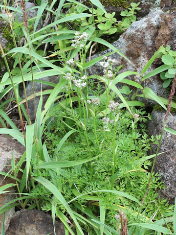 Ostericum florentii