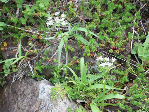 Ostericum florentii