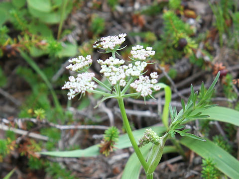 Ostericum florentii