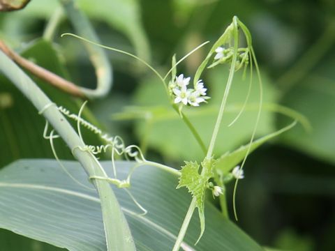 Schizopepon bryoniaefolius