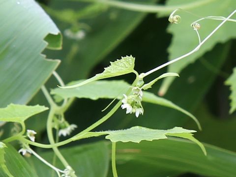 Schizopepon bryoniaefolius