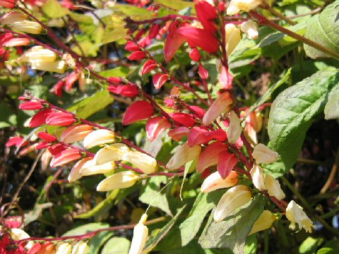 Ipomoea lobata