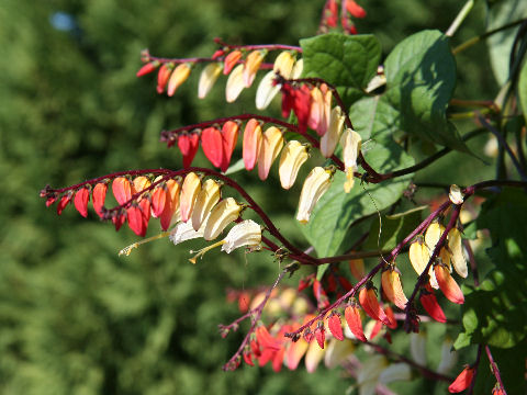 Ipomoea lobata