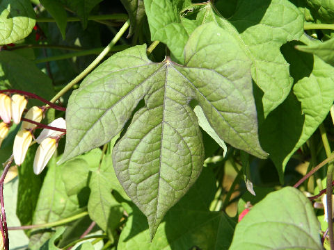 Ipomoea lobata