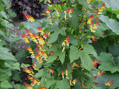 Ipomoea lobata