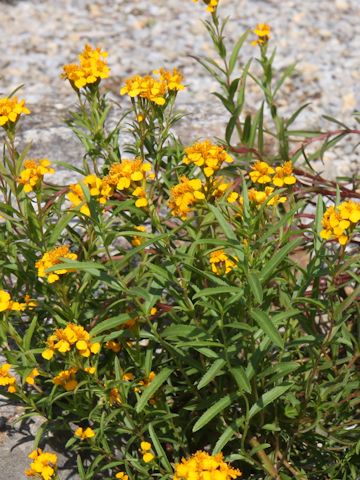 Tagetes lucida