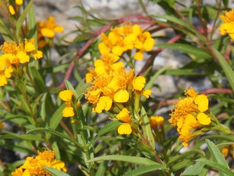 Tagetes lucida