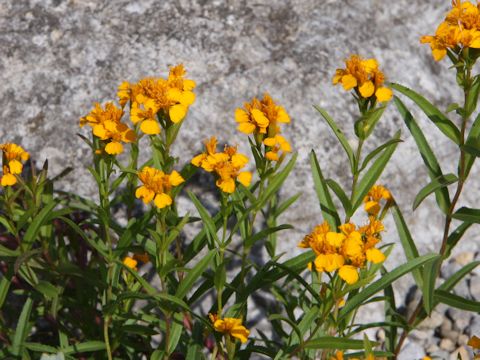 Tagetes lucida