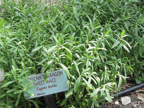 Tagetes lucida