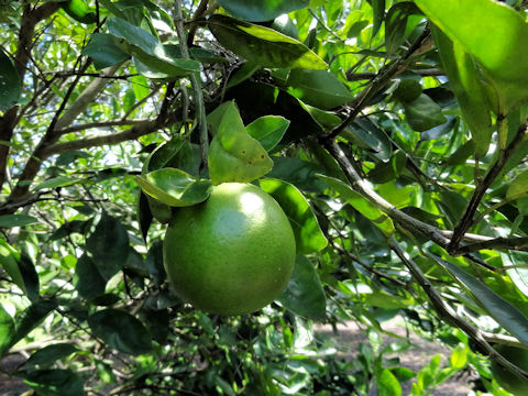 Citrus x tangelo cv. Minneola