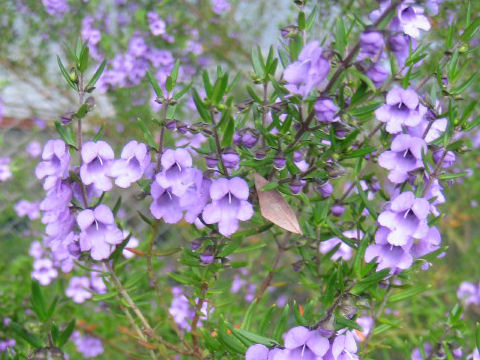 Prostanthera rotundifolia