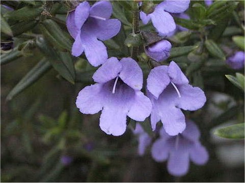 Prostanthera rotundifolia