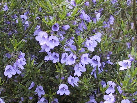 Prostanthera rotundifolia