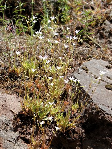 Minuartia tenella