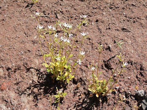 Minuartia tenella