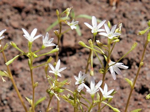 Minuartia tenella