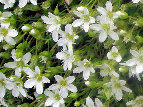 Minuartia verna