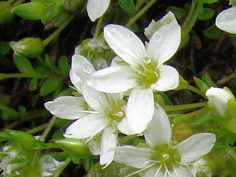 Minuartia verna