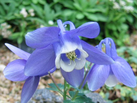 Aquilegia flavellata var. pumila