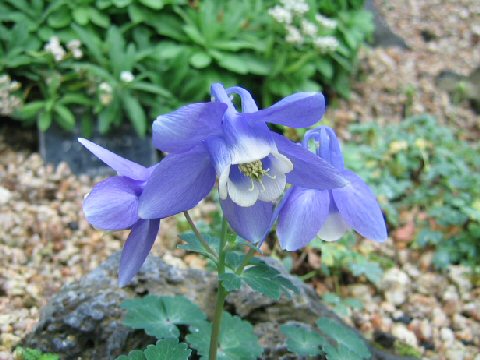 Aquilegia flavellata var. pumila