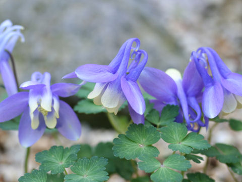 Aquilegia flavellata var. pumila