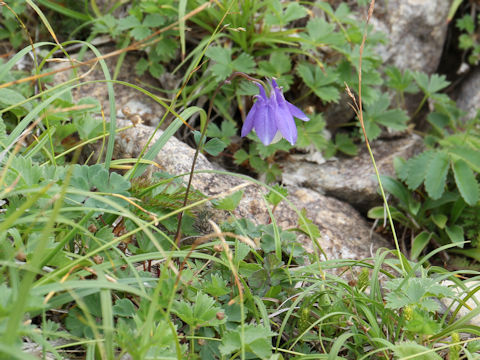 Aquilegia flavellata var. pumila