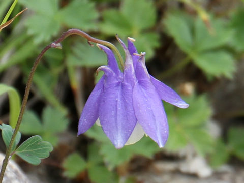 Aquilegia flavellata var. pumila