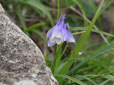 Aquilegia flavellata var. pumila