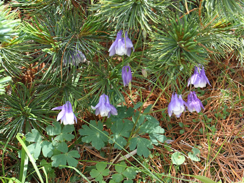 Aquilegia flavellata var. pumila