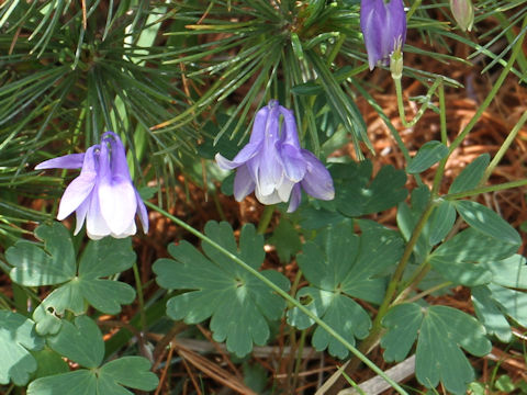 Aquilegia flavellata var. pumila