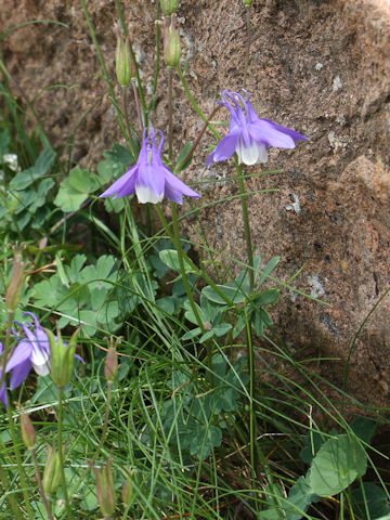 Aquilegia flavellata var. pumila