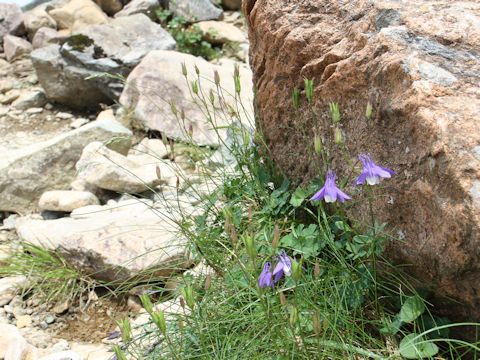 Aquilegia flavellata var. pumila