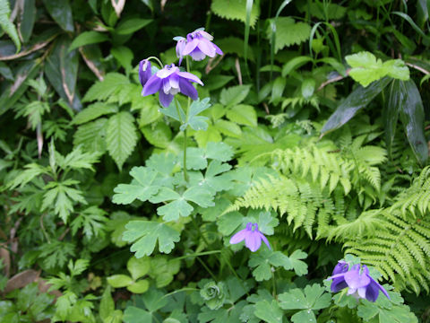 Aquilegia flavellata var. pumila