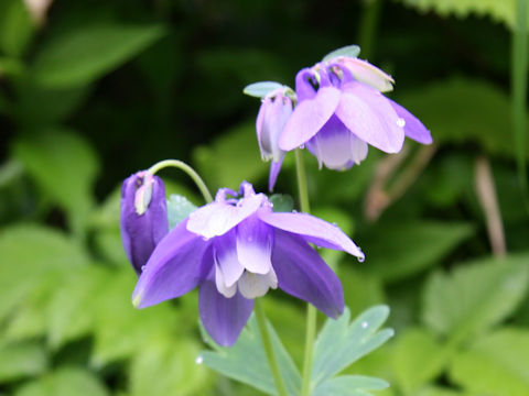 Aquilegia flavellata var. pumila