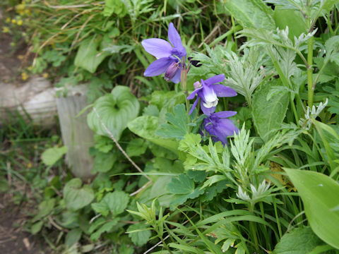 Aquilegia flavellata var. pumila