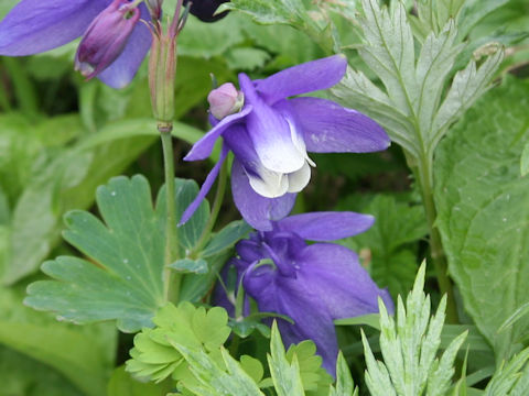Aquilegia flavellata var. pumila