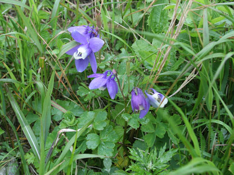 Aquilegia flavellata var. pumila