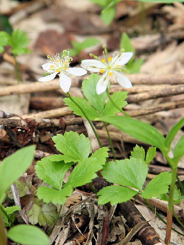 Coptis trifolia