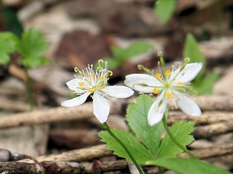 Coptis trifolia