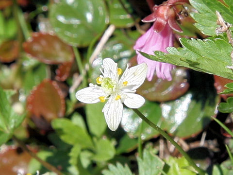 Coptis trifolia