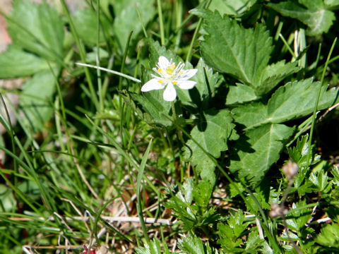 Coptis trifolia