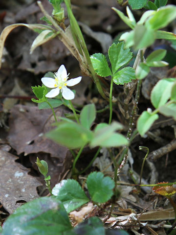 Coptis trifolia