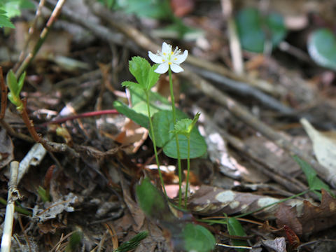 Coptis trifolia