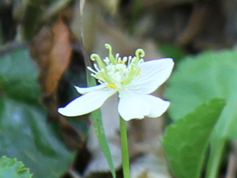 Coptis trifolia