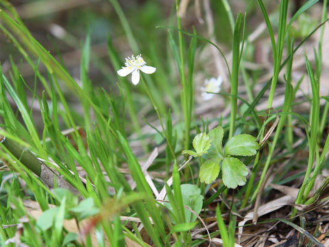 Coptis trifolia