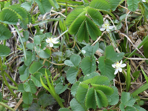 Coptis trifolia