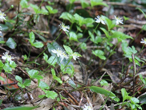 Coptis trifolia